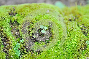 Green moss or bryophyta, moss on the rock