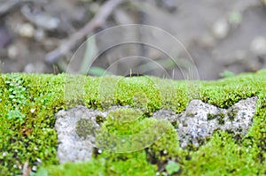 Green moss or bryophyta, moss on the rock