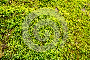Green moss carpet on the stone wall