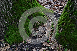 Green moss. Close up