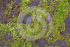 Green moss on a flat stone texture