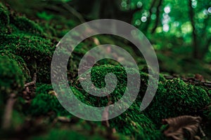 Green moss close-up in the forest