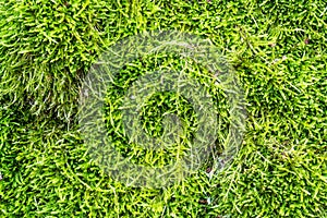 Green moss close-up