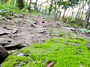 Green moss closeup.moss in the forest. Green moss covered the soil on the ground.moss texture.