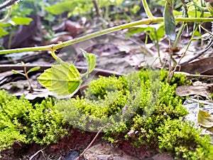 Green moss closeup.moss in the forest. Green moss covered the soil on the ground.moss texture.