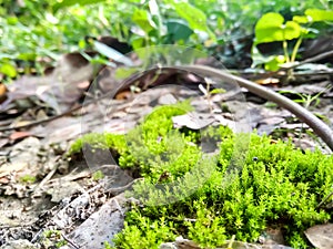 Green moss closeup.moss in the forest. Green moss covered the soil on the ground.moss texture.