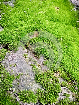 Green moss closeup.moss in the forest. Green moss covered the soil on the ground.moss texture.