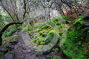 Green moss coats,forest in Los Tilos Nature Reserve, La Palma, C