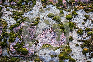 Green moss on concrete with bricks background