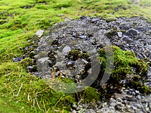 Green moss covered the old asphalt road