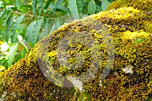 Green moss covered rock in HuascarÃ¡n National Park