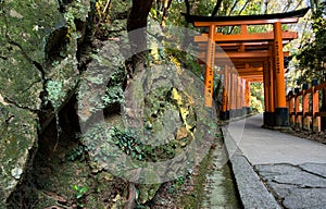 Green moss covered stone wall and Red Torii gates in Fushimi Inari shrine in Kyoto, Japann