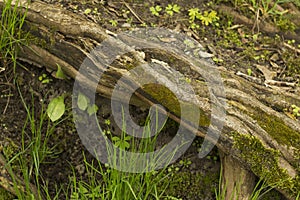 Green moss covered tree trunk