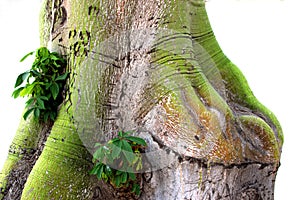 Green moss covered tree trunk, isolated