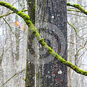 Green Moss covers branches in winter forest in UpstateNY