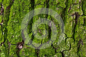 Green moss covers an oak tree`s bark. photo