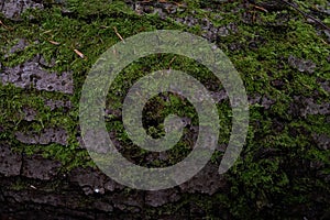 Green moss covers an oldtree`s bark, close up macro photo