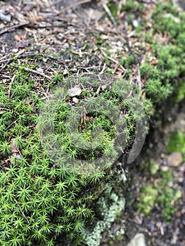 Green Moss in Dark Forest