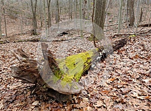 Green moss on a dead tree