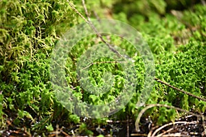 Green moss detail