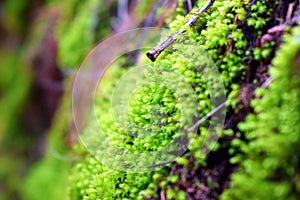 Green moss on dirt