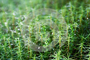 Green moss with drops of water.