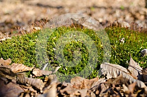 Green moss among the fallen leaves in the forest