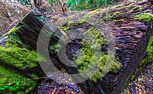 Green moss on the fallen tree