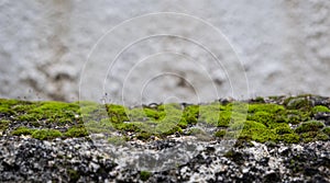Green moss on the floor, moss closeup, macro. Blur background, copy space