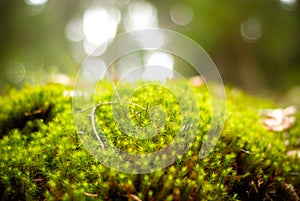 Green moss forest photo
