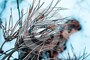 Green moss forest background, tree in moss, moss texture background