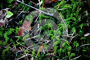 Green moss forest carpet with dry leaves and pine needles