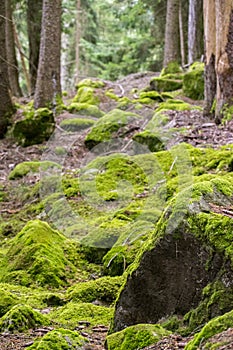 Verde mecc sul foresta pavimento 