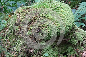 Green moss on forest stump with soft light