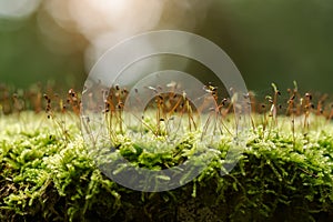 Green moss in the forest with sunlight photo