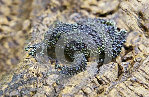 Green moss frog.