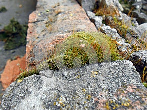 Moss and granite stones