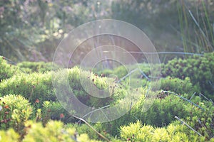 Green Moss and Grass in the Countryside at Highlands