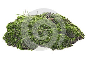 Green moss with grass on pile of dirt isolated on white background