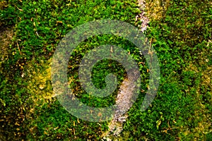 Green moss on a gray stone wall