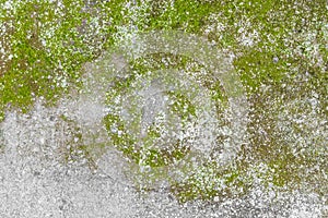 Green Moss on Grey Concrete Stone - Texture Background - Grunge Artwork Wallpaper