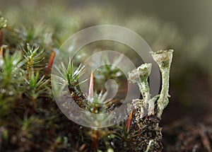 Green moss and grey lichen