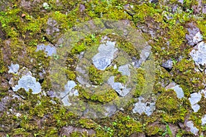 Green moss on grey stone wall, rough and rustic background from nature.