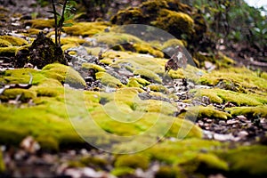 Green moss on the ground