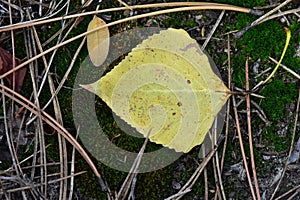 Green moss on the ground in the pine forest. Selective focus