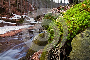 Moss grow on stone on a bank of river Pylypets, Carpathian Mountains in Transcarpathia down Gemba mountain, early spring evening photo