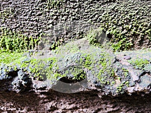 green moss growing