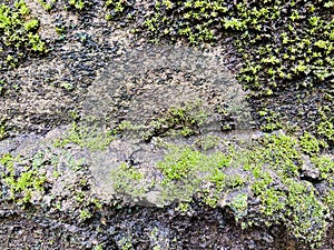 green moss growing