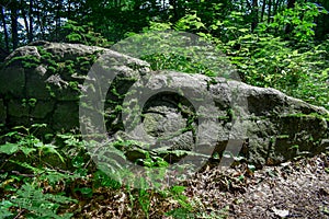 Green Moss Growing on a Boulder in the Cracks and Crevices