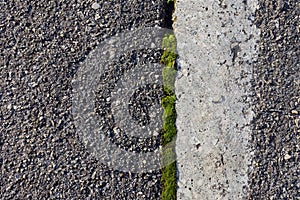 Green Moss Growing in a Crack in Pavement